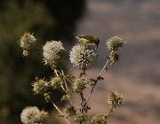 2018 2019 - Etiopia 2534